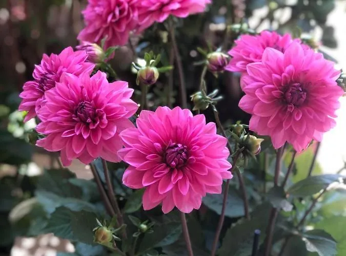 בית נופש Cycladic Luxury Maisonette *